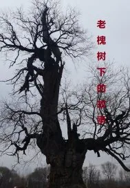 《老槐树下的故事》小说封面