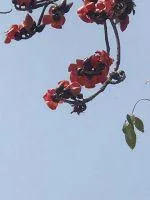 《多情神医无情针》小说封面